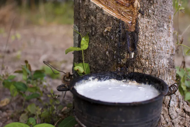 上交所橡胶期货交割(期货合成橡胶交割的是什么品种)_https://www.hougads.com_恒指学院_第1张