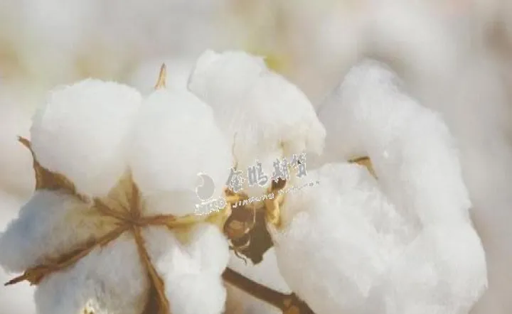 非农数据对棉花期货影响(非农数据对农产品期货的影响)_https://www.hougads.com_恒指直播室_第1张