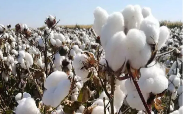 为什么棉花期货涨期权不涨(白银期货涨了期权不涨)_https://www.hougads.com_恒指期货_第1张