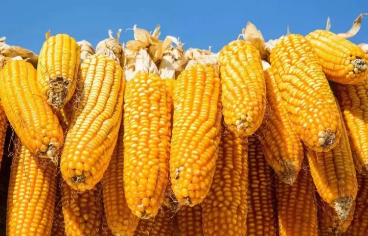 玉米期货结算价是多少(玉米期货结算价是多少合适)_https://www.hougads.com_恒指直播室_第1张