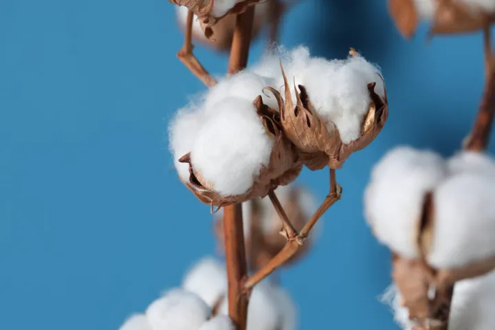 棉花期货最多可以开多少手(棉花期货最多买多少手)_恒指直播室_第1张_厚德恒指期货直播室 棉花期货最多可以开多少手(棉花期货最多买多少手)_https://www.hougads.com_恒指直播室_第1张