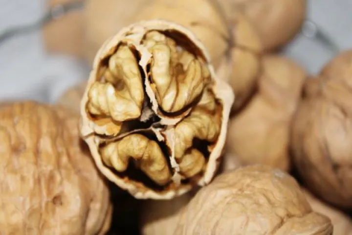 核桃有期货吗现在(185核桃期货最新行情)_恒指直播室_第1张_厚德恒指期货直播室 核桃有期货吗现在(185核桃期货最新行情)_https://www.hougads.com_恒指直播室_第1张