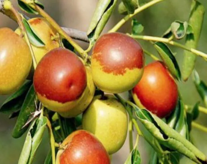 期货红枣109(期货红枣201什么意思)_https://www.hougads.com_恒指学院_第1张