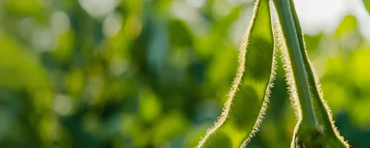 签约采购大豆期货会涨还是跌(大豆期货交易手续费)_https://www.hougads.com_恒指直播室_第1张