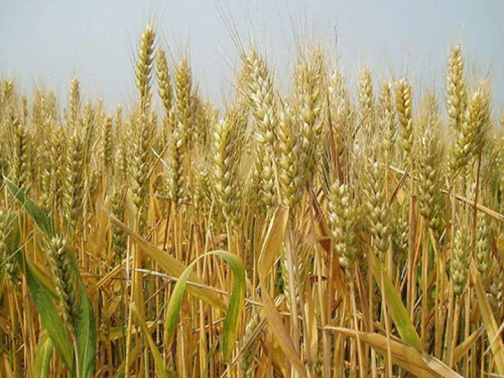 期货的小麦跟小麦有什么关系(小麦期货怎么没人做)_https://www.hougads.com_恒指学院_第1张