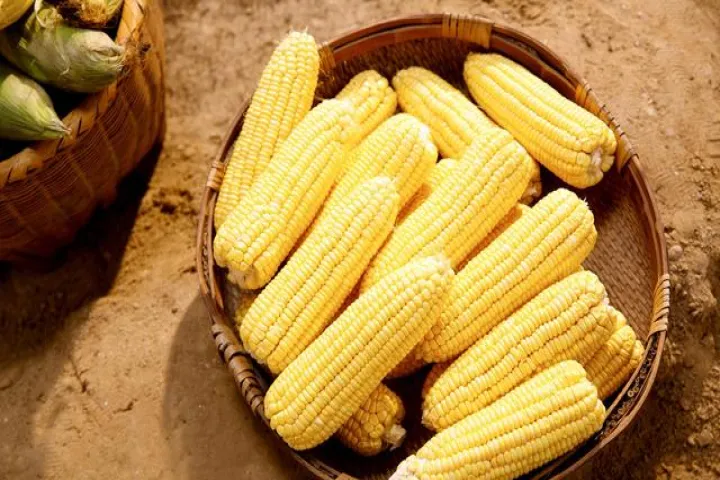 大豆和玉米的期货哪个好(期货从大豆玉米做起)_https://www.hougads.com_恒指期货_第1张