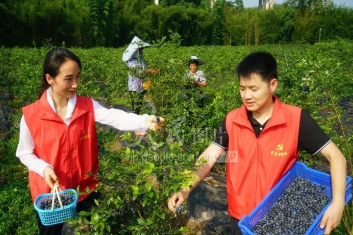 贵州农商蓝莓期货手续费好贵(贵州农商蓝莓期货手续费好贵怎么办)_https://www.hougads.com_恒指期货_第1张