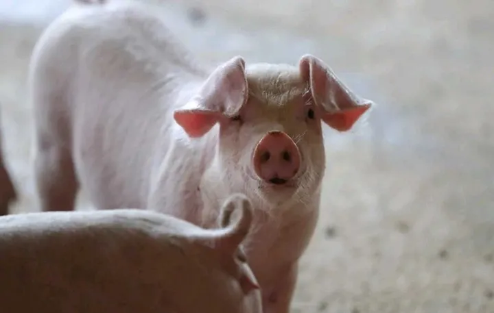 生猪保险期货发展趋势(生猪保险期货模式发展现状)_https://www.hougads.com_恒指学院_第1张