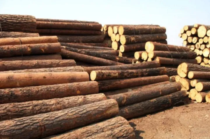 哪里可以看木材期货(木材期货最新消息)_https://www.hougads.com_恒指直播室_第1张