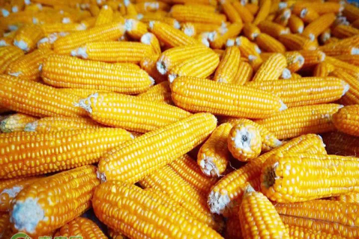 玉米1805期货行情(玉米2205期货行情分析)_https://www.hougads.com_恒指期货_第1张