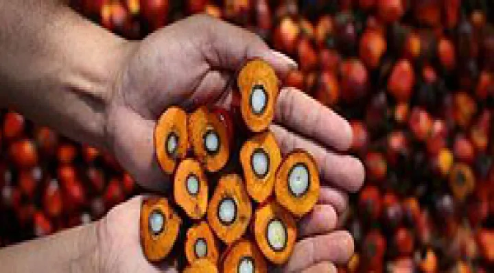 期货棕榈油是什么油(棕榈油期货最新分析)_https://www.hougads.com_恒指期货_第1张