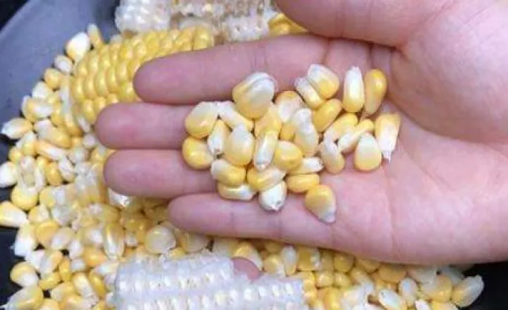 期货玉米补仓技巧(期货玉米有什么技巧)_https://www.hougads.com_恒指直播室_第1张