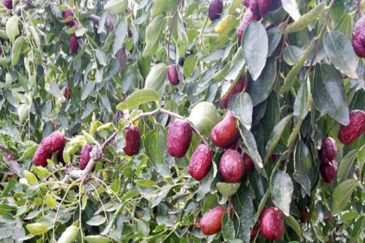 老是在说红枣期货(红枣期货有夜盘吗)_https://www.hougads.com_恒指期货_第1张