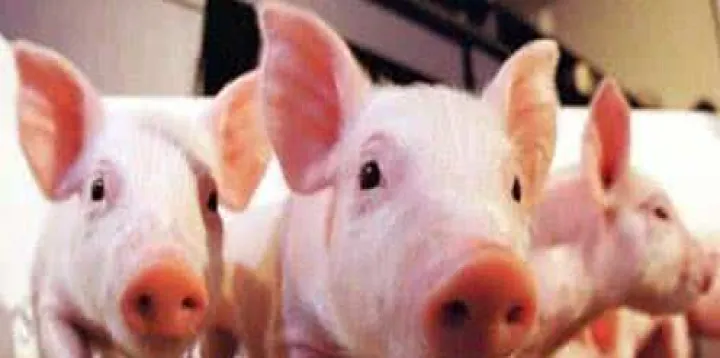 生猪期货投资门槛(生猪期货的手续费是多少)_https://www.hougads.com_恒指直播室_第1张