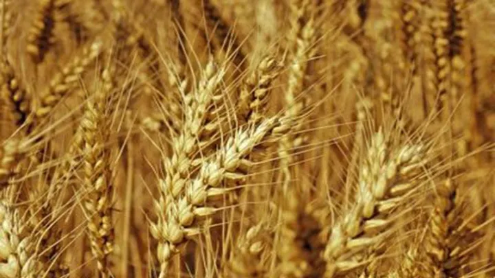 强麦期货规则修订情况解读(强麦期货为什么交易量很小)_https://www.hougads.com_恒指期货_第1张