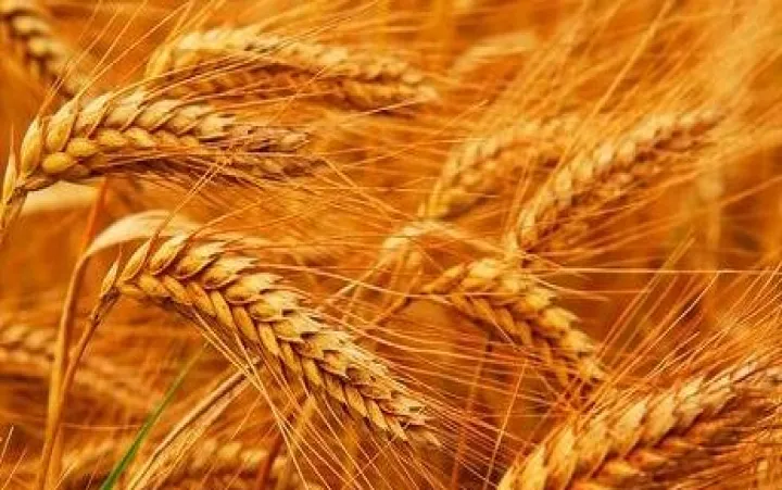 强麦期货交割月份(期货强麦普麦区别)_https://www.hougads.com_恒指直播室_第1张