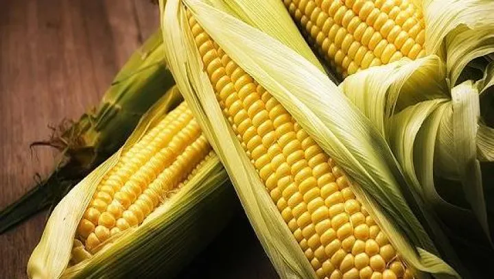 玉米期货合约交割质量标准(玉米期货交割单位)_https://www.hougads.com_恒指期货_第1张