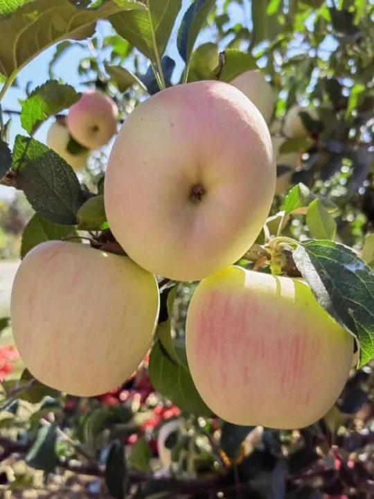 苹果期货开花(期货苹果大涨)_恒指直播室_第1张_厚德恒指期货直播室 苹果期货开花(期货苹果大涨)_https://www.hougads.com_恒指直播室_第1张
