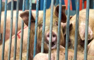 猪价期货代码(生猪期货代码)_https://www.hougads.com_恒指学院_第1张