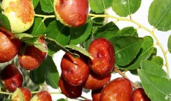 期货红枣是鲜果价吗(期货红枣是鲜果价吗为什么)_https://www.hougads.com_恒指学院_第1张