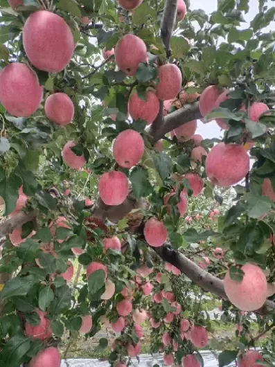 苹果期货单价是公斤吗(苹果期货是公斤还是斤)_https://www.hougads.com_恒指期货_第1张