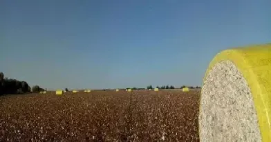 期货棉花001什么意思(期货棉花001什么意思啊)_https://www.hougads.com_恒指期货_第1张