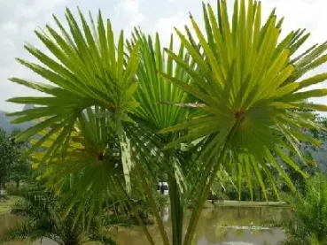 棕榈期货和什么品种相关(棕榈期货和什么品种相关联)_https://www.hougads.com_恒指学院_第1张