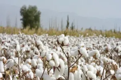 广州棉花期货(广州棉花期货实时行情)_恒指直播室_第1张_厚德恒指期货直播室 广州棉花期货(广州棉花期货实时行情)_https://www.hougads.com_恒指直播室_第1张