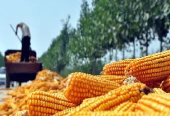 期货玉米什么时候开始(期货玉米什么时候开始交割)_恒指期货_第1张_厚德恒指期货直播室 期货玉米什么时候开始(期货玉米什么时候开始交割)_https://www.hougads.com_恒指期货_第1张