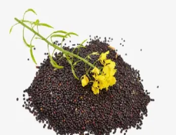 油菜籽期货合约是什么(油菜籽期货)_https://www.hougads.com_恒指学院_第1张