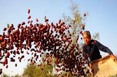 枣农可以做期货吗(枣农可以做期货吗现在)_https://www.hougads.com_恒指期货_第1张