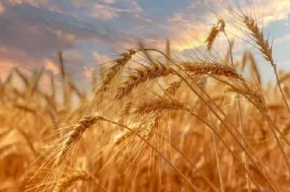 小麦期货走强(小麦期货)_https://www.hougads.com_恒指学院_第1张