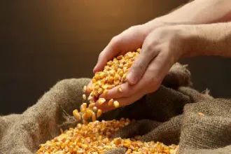 玉米期货在哪买(玉米期货在哪买比较好)_https://www.hougads.com_恒指学院_第1张