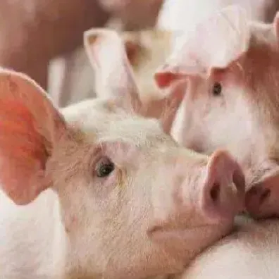 究竟生猪期货什么时候上市呢(生猪期货主力合约在哪几个月)_恒指直播室_第1张_厚德恒指期货直播室 究竟生猪期货什么时候上市呢(生猪期货主力合约在哪几个月)_https://www.hougads.com_恒指直播室_第1张