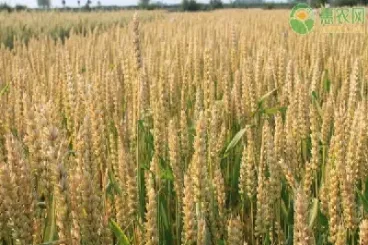 小麦种子期货(小麦种子期货行情走势)_https://www.hougads.com_恒指直播室_第1张