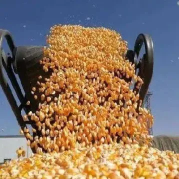 玉米期货市场有所趋弱(玉米期货市场的现状)_https://www.hougads.com_恒指学院_第1张