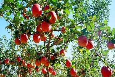 苹果期货好不好做(苹果期货可以做多吗)_https://www.hougads.com_恒指学院_第1张