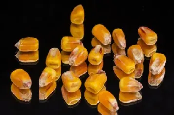 玉米期货是做空的品种(玉米期货是做空的品种吗)_https://www.hougads.com_恒指直播室_第1张