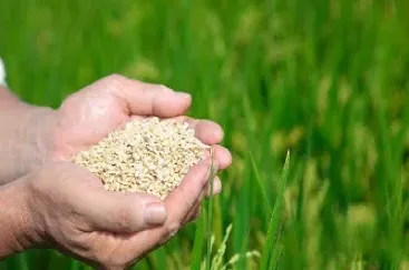 粮食期货在哪里看(粮食期货在哪里看行情)_恒指直播室_第1张_厚德恒指期货直播室 粮食期货在哪里看(粮食期货在哪里看行情)_https://www.hougads.com_恒指直播室_第1张