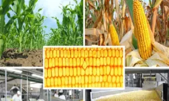 玉米期货费用怎么收的(玉米期货手续费怎么收取的)_https://www.hougads.com_恒指学院_第1张