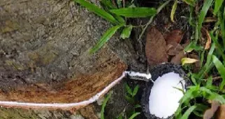 橡胶期货一直大涨(橡胶期货大跌)_https://www.hougads.com_恒指学院_第1张