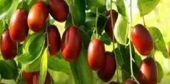 红枣期货还可以做多吗(今日红枣期货最新行情)_恒指学院_第1张_厚德恒指期货直播室 红枣期货还可以做多吗(今日红枣期货最新行情)_https://www.hougads.com_恒指学院_第1张