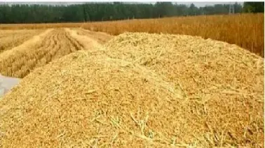 菜粕领涨期货市场(菜粕期货最新行情走势)_https://www.hougads.com_恒指学院_第1张