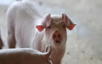 生猪有期货市场吗最近行情(生猪期货会有行情吗)_https://www.hougads.com_恒指直播室_第1张