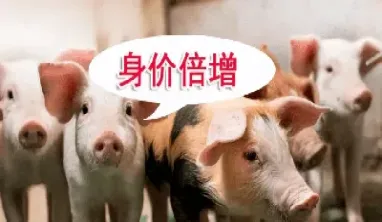 做生猪期货有何要求(生猪期货交易要求)_https://www.hougads.com_恒指学院_第1张