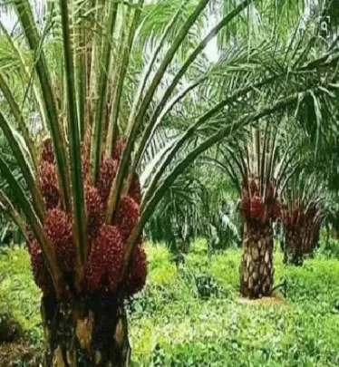 bmd棕榈油期货小跌(棕榈油期货行情)_https://www.hougads.com_恒指直播室_第1张