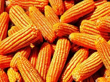 玉米期货是什么品质的玉米(玉米期货是指玉米粒吗)_https://www.hougads.com_恒指直播室_第1张