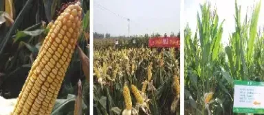 玉米期货品种概况(玉米期货品种介绍)_https://www.hougads.com_恒指直播室_第1张