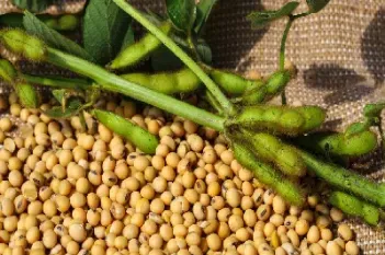 期货大豆是哪里的品牌(期货市场上的大豆谁在卖)_恒指直播室_第1张_厚德恒指期货直播室 期货大豆是哪里的品牌(期货市场上的大豆谁在卖)_https://www.hougads.com_恒指直播室_第1张