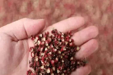 花椒期货国内有吗(花椒期货价格走势)_https://www.hougads.com_恒指直播室_第1张